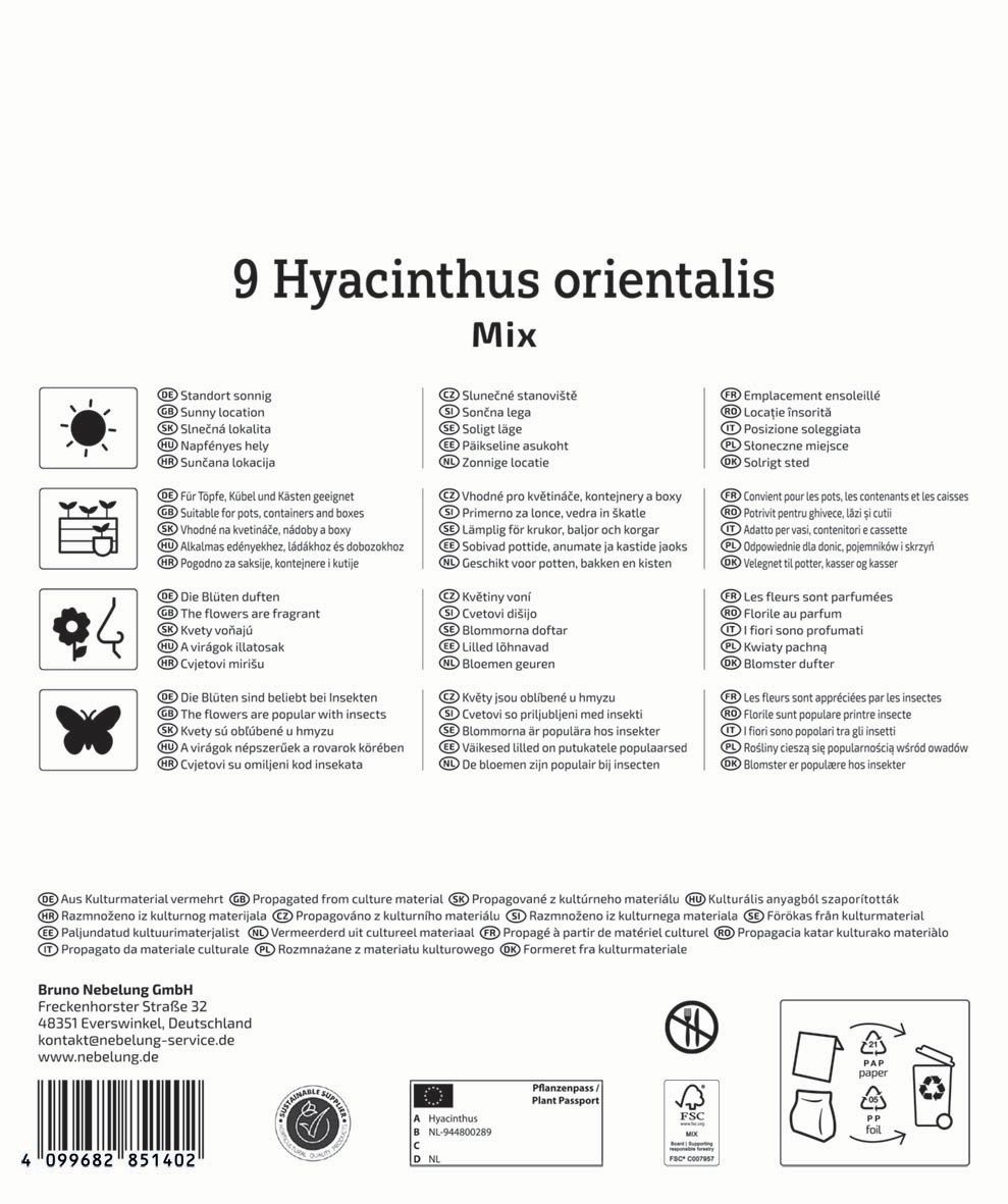 Kvetinové cibuľky Hyacint Mix Megapack Kiepenkerl 9 ks