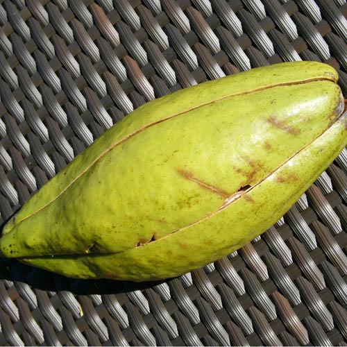 Kapok (Ceiba pentandra) 5 semien
