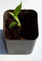 Banánovník zamatový Pink  (Musa velutina) 5 semien