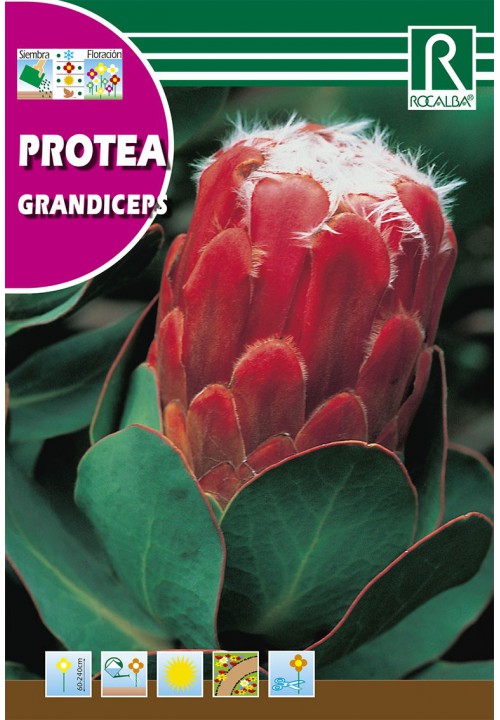 Cukorcserje Grandiceps (Protea grandiceps) 6 szem Rocalba