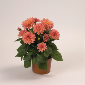 Begónia-Dália mix balkonládába 6 db-os palánta csomag