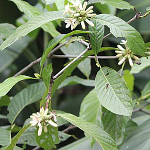 Borojo (Borojoa patinoi) 5 semien