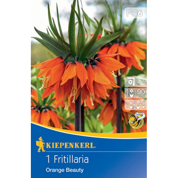Kvetinová cibuľka Fritillaria (cisárska koruna) Ornage beauty Kiepenkerl 1 ks
