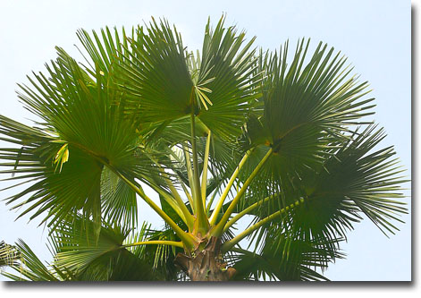 Palma čínska (Livistona chinensis) 5 semien