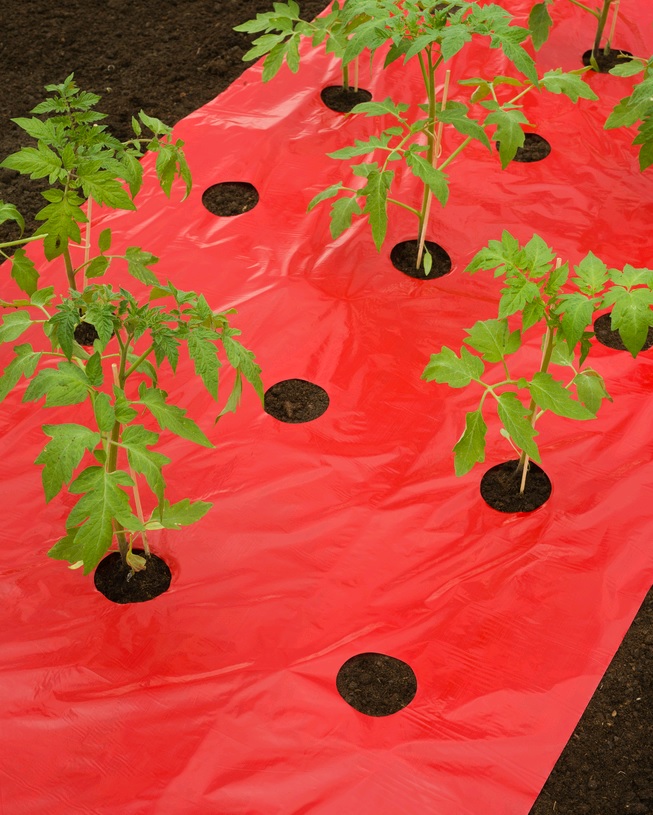 Pokrývacia fólia k paradajkám červená! 0,95x10 m