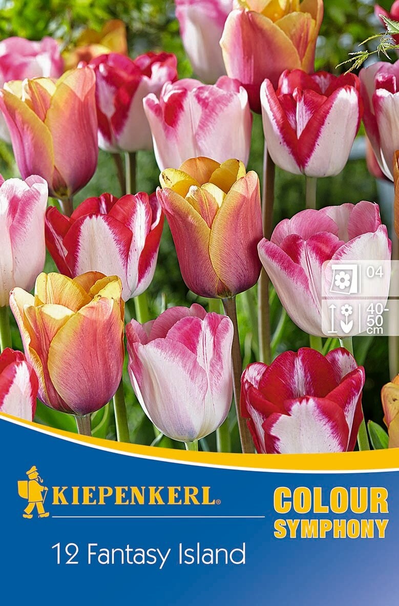 Virághagyma Tulipán színkeverék Fantasy Island 12 db Kiepenkerl