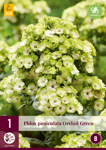 Trvalka Phlox paniculata Orchide Green (plamienok) 1 ks JUB