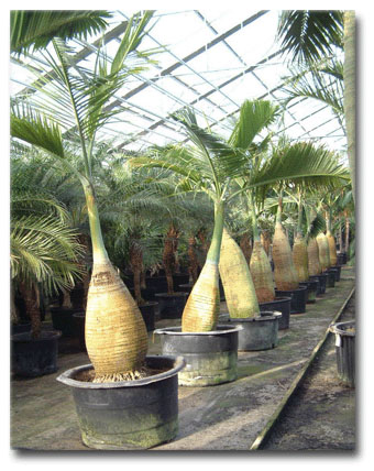 Palma lahvicovitá (Hyophorbe lagenicaulis) 5 semien