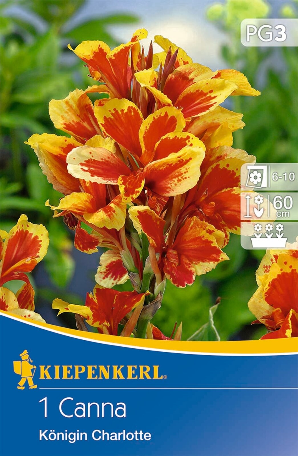Bulb Dwarf Canna (Canna) Queen Charlotte (yellow-red) Kiepenkerl 1 pc