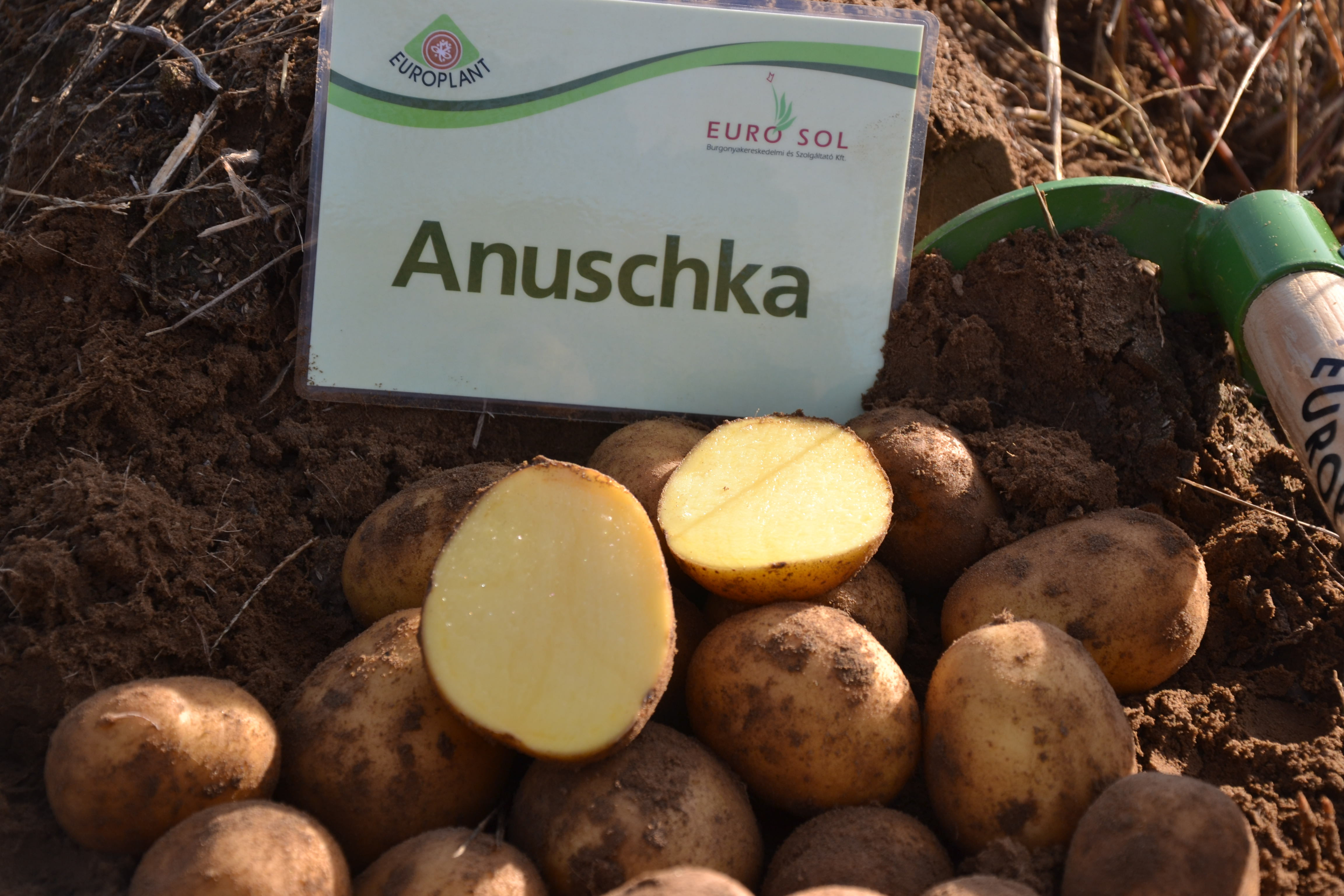 Zemiaky na sadenie "Anuschka" 50 ks