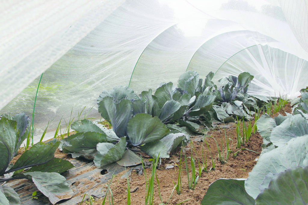 Ochranná sieť proti hmyzu Protec 4x6 m