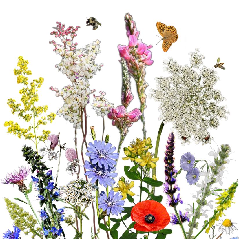 Vadvirágom őshonos magyar virágmag keverék Pollenanyó  5g