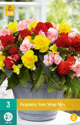 Cibuľová begónia Non Stop Mix 3 kusy JUB