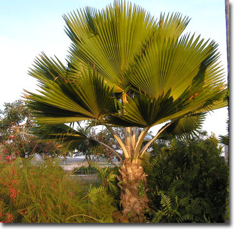 Fidzsi-pálma (Pritchardia pacifica) 5 szem