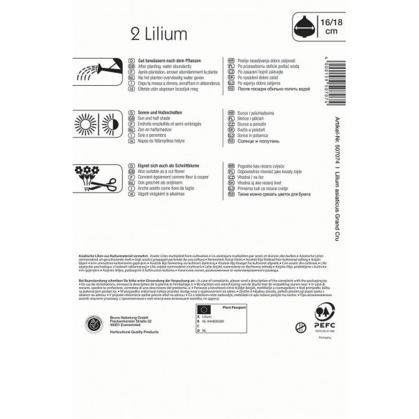 Virághagyma Ázsiai Liliom Grand Cru Kiepenkerl 1 db