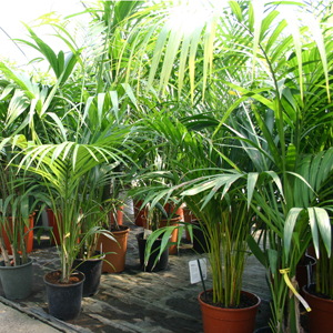 Areka palma (Dypsis lutescens) 5 semien