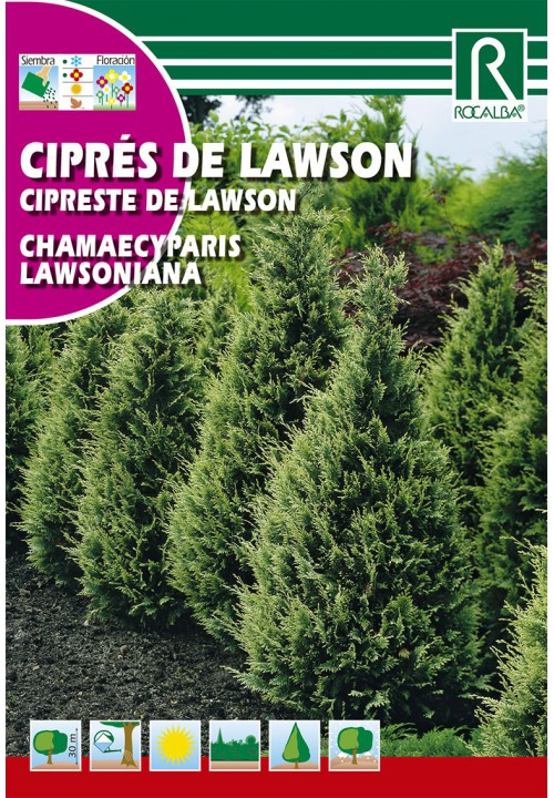 Cypruštek Lawsonov (chamaecyparis lawsoniana)