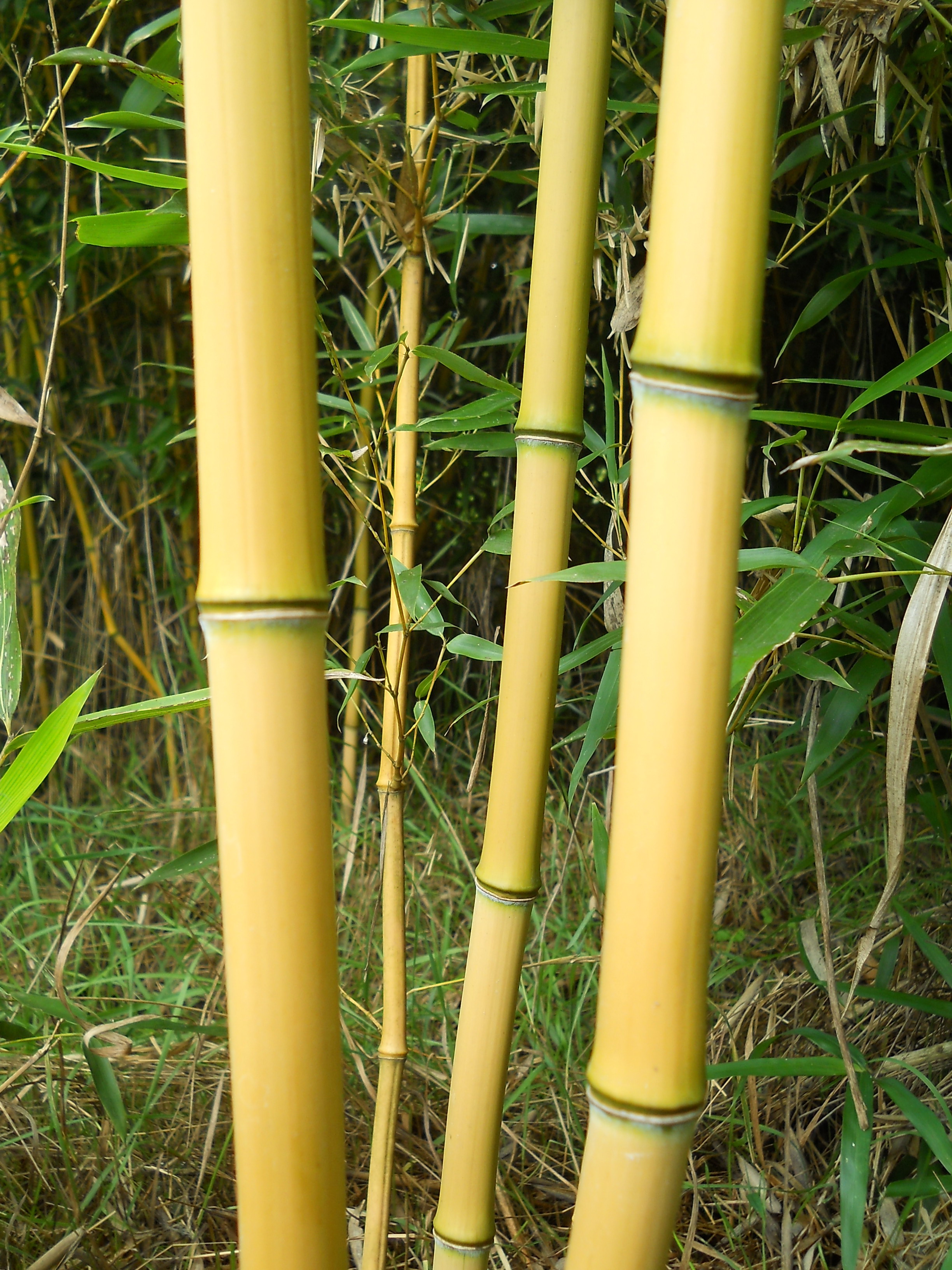 Bambuszkaró 105 cm 8-10 mm