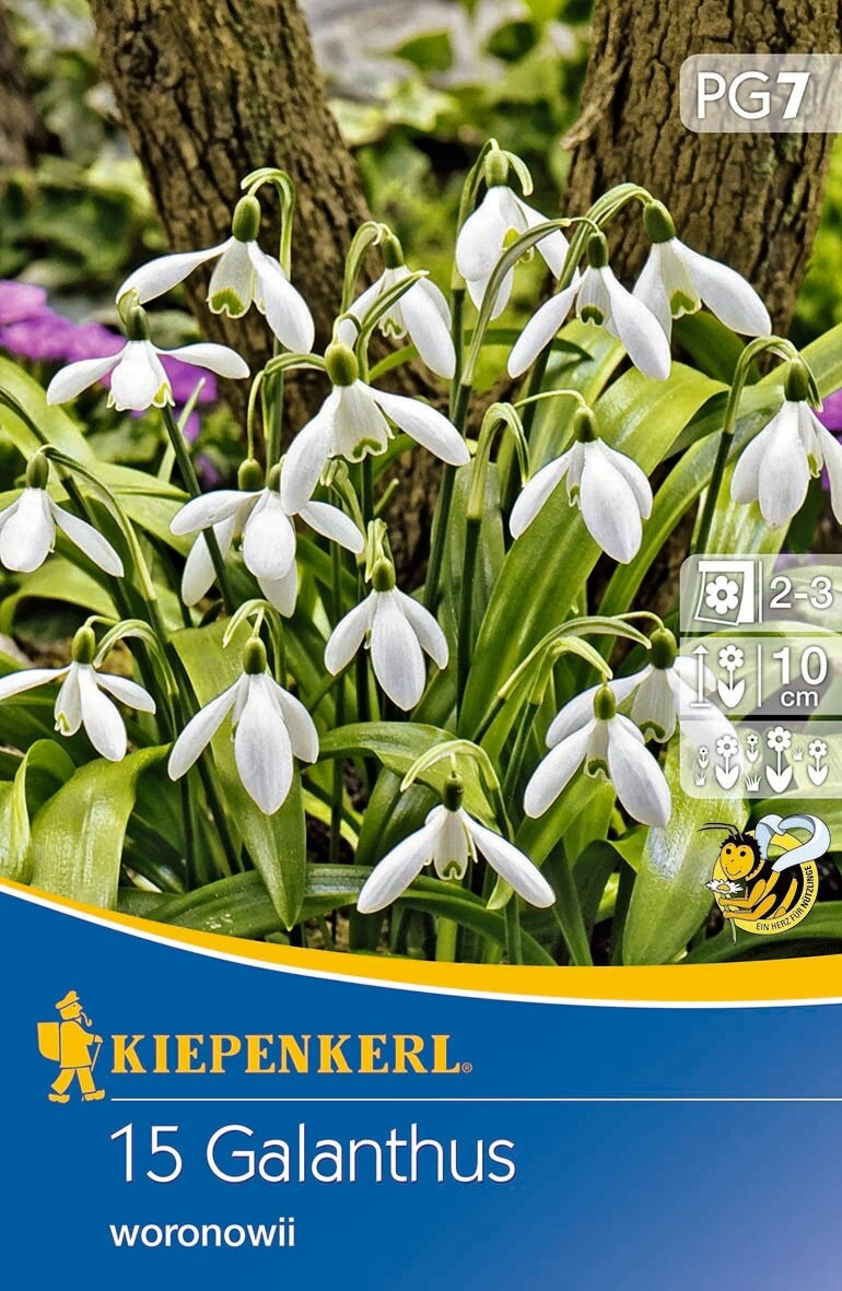 Virághagyma Hóvirág woronowii 15 db Kiepenkerl