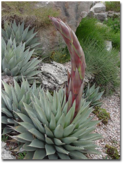 Mescal agave (Agave parryi var. neomexicana) 5 semien
