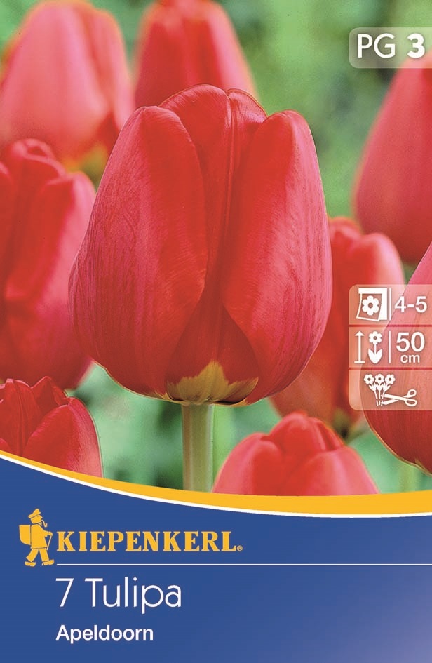 Tulipánové cibule Darwin-hybrid, Kiepenkerl Apeldoorn 7 ks