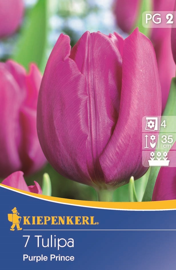 Tulipánové cibule, skorý Kiepenkerl Purple Prince 7 ks