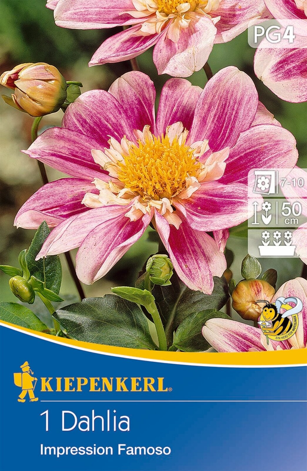 Flower bulb Dahlia Impression Famoso (pink) Kiepenkerl 1 pc