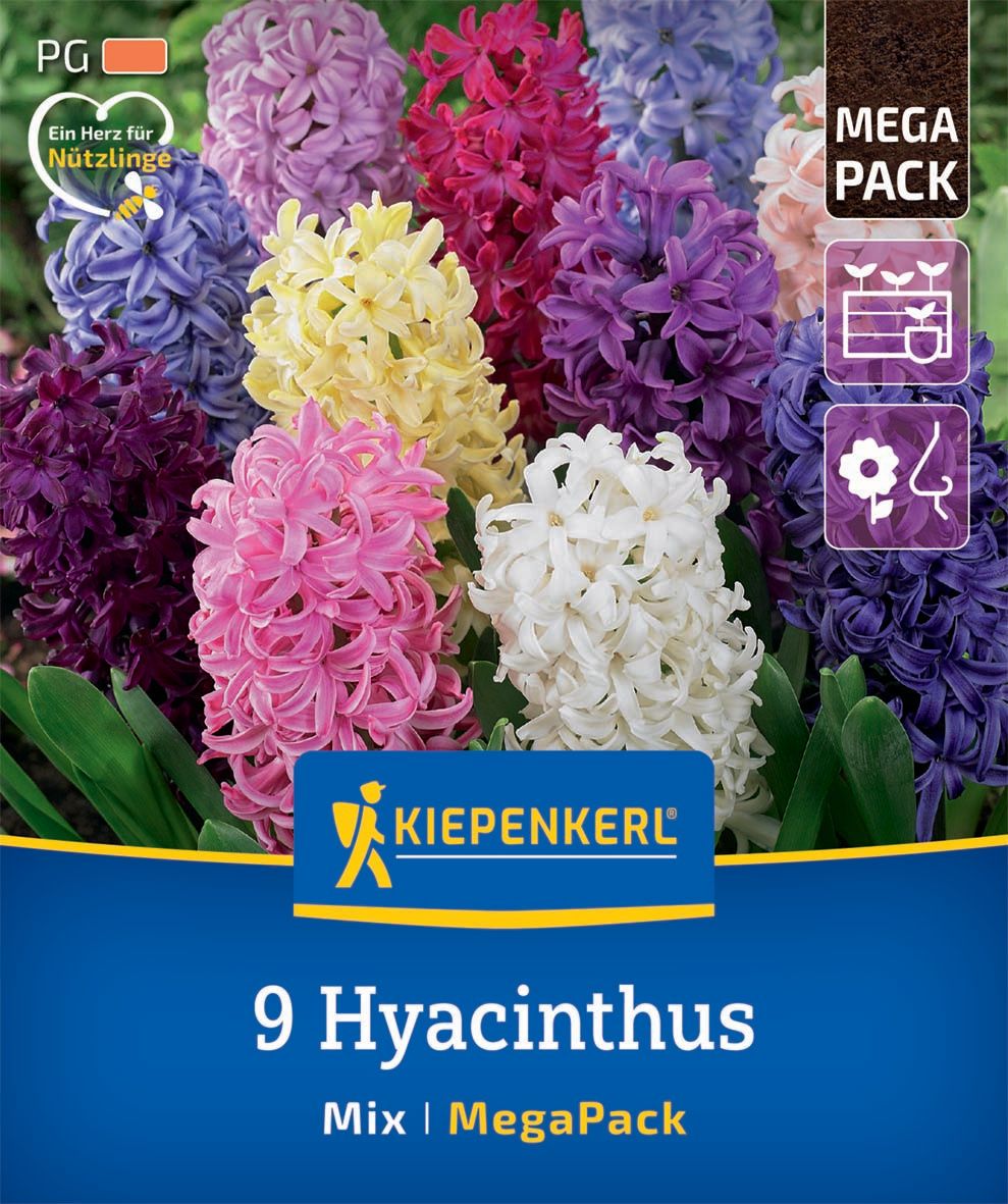 Kvetinové cibuľky Hyacint Mix Megapack Kiepenkerl 9 ks