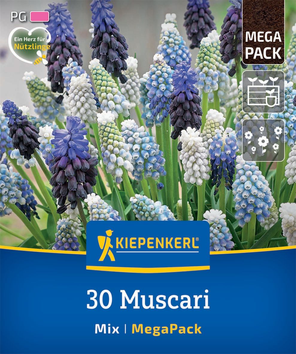 Virághagyma Gyöngyike (Muscari) Mix Megapack Kiepenkerl 30 db