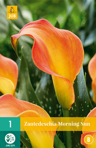 Kvetinová cibuľka Zantedeschia Morning Sun 1 kus JUB