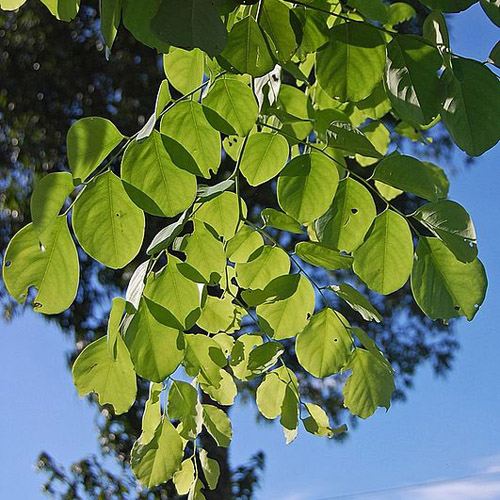 Rózsafa (Dalbergia latifolia) 5 szem