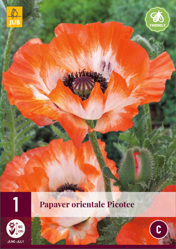 Évelő Papaver orientale Picotee (Pipacs) 1 db JUB