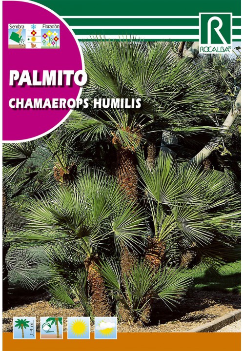 Lószőrpálma (Chamaerops humilis) Rocalba