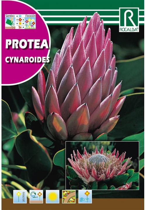 Cukorcserje Cynaroides (Protea Cynaroides) 6g Rocalba