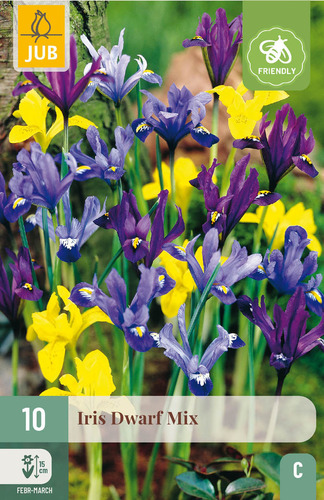 Virághagyma Iris Dwarf Mix 10 db JUB