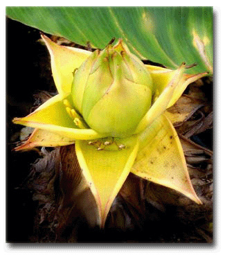 Banánovník lotosový (Musella lasiocarpa) 5 semien