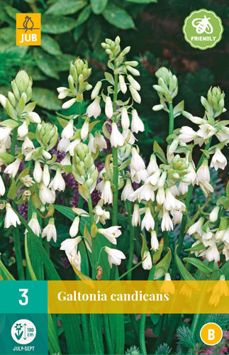 Cibuľa Galtonia Candicans (Letný hyacint) 3 ks JUB