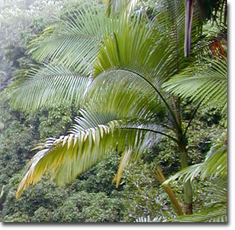 Ohnivá  palma (Archontophoenix alexandrae) 5 semien