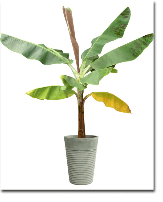 Banánovník sikimský  (Musa sikkimenis) 5 semien