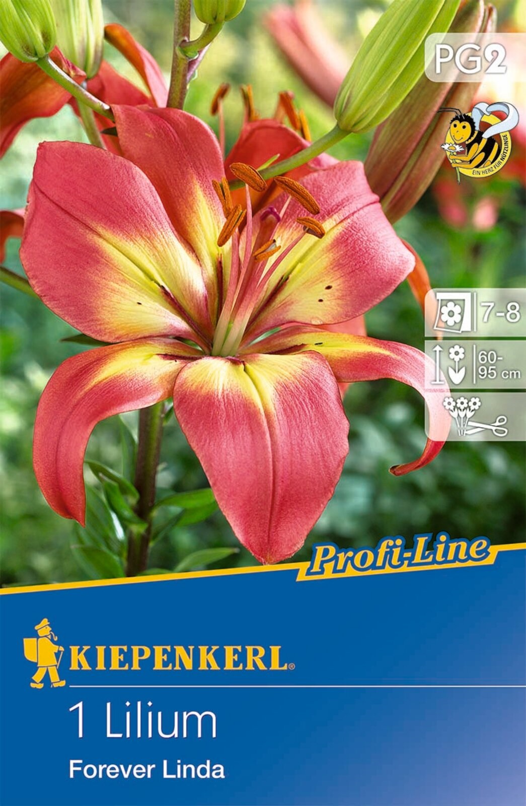 Flower bulb Lily Forever Linda (coral-yellow) Kiepenkerl 1 pc