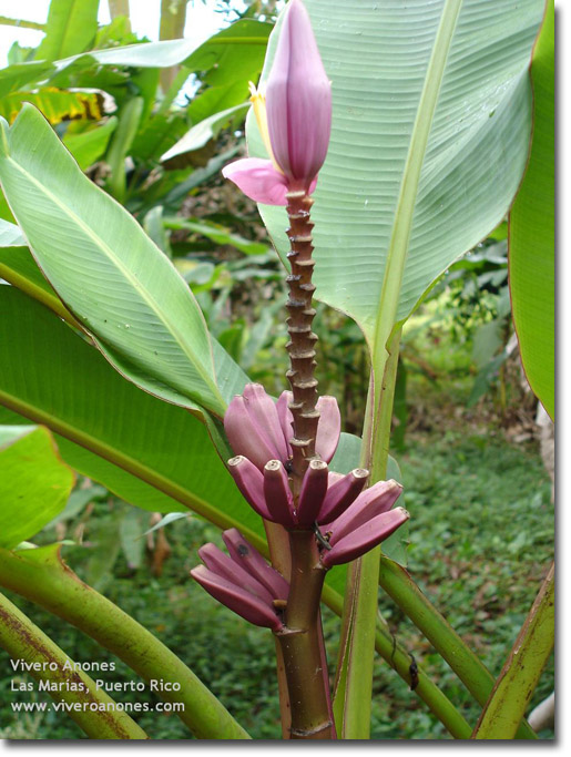 Lila banán (Musa ornata) Purple Flower 5 szem