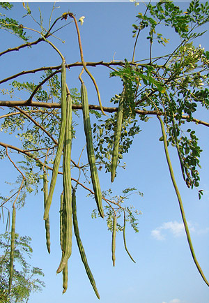 Moringa olejodárna (Moringa oleifera) 5 semien