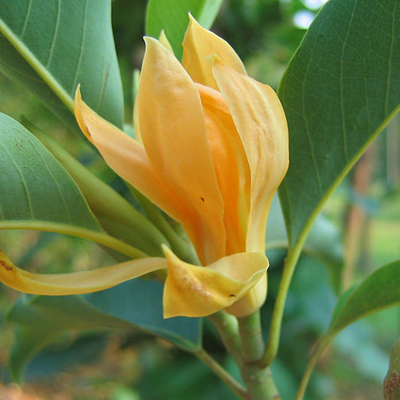 Ľaliokvetá magnólia (Magnolia champaca) 5 semien