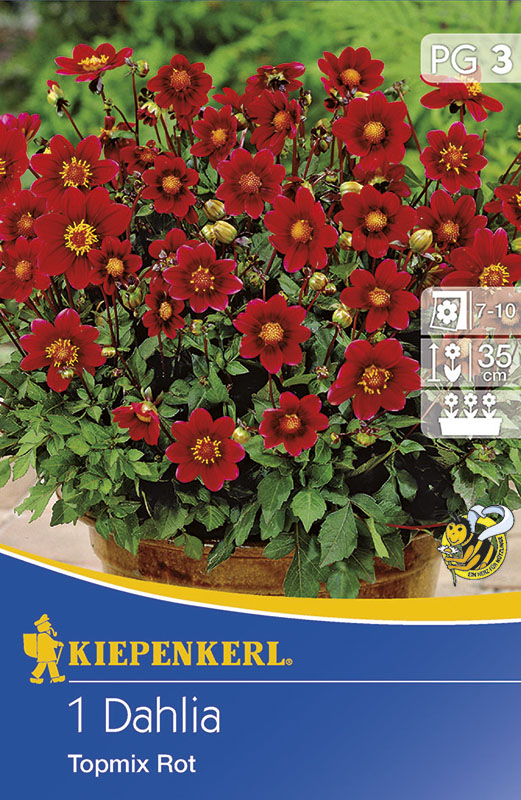 Cibule kvetov Kiepenkerl Dália Topmix červená 1 ks