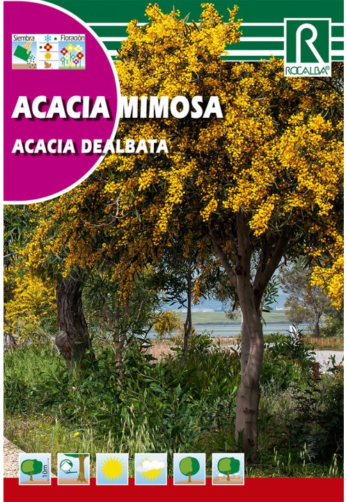 Akácia sivozelená (Acacia dealbata)