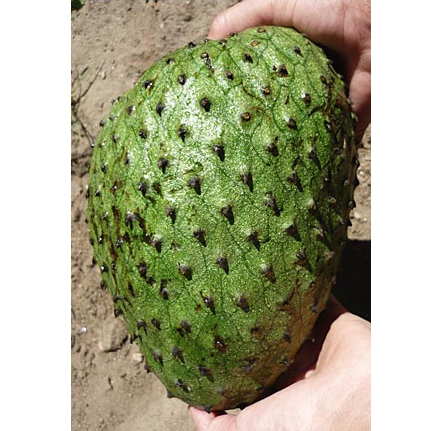 Graviola  (Annona muricata) 5 semien