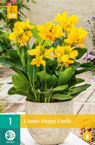 Kvetinová cibuľka Canna (Sol) Happy Emily 1 kus JUB