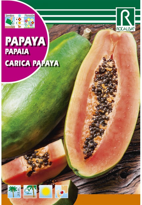 Papaya dinnyefa (Carica papaya)