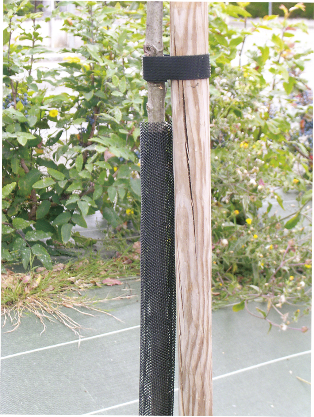 Ochranná mriežka pre stromčeky čierna 110 cm