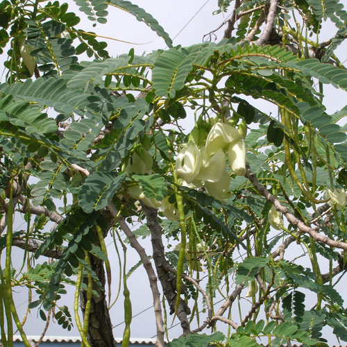 Vistéria veľkokvetá  (Sesbania grandiflora) 5 semien